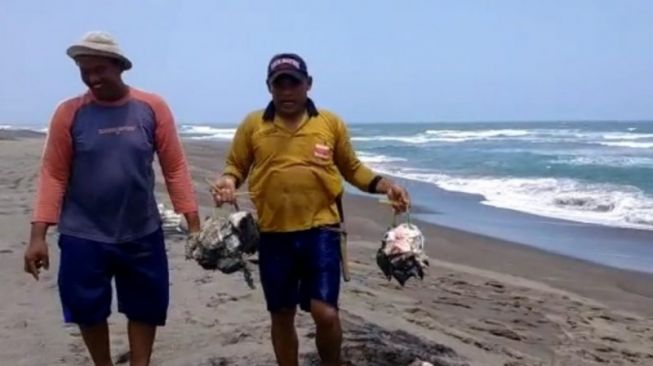 Warga di pantai selatan Cianjur, Jawa Barat, akhirnya memotong hiu paus tutul yang terdampar, untuk dikonsumsi karena saat ditemukan sudah mati, Ahad (26/9/2021). [ANTARA/Ahmad Fikri]