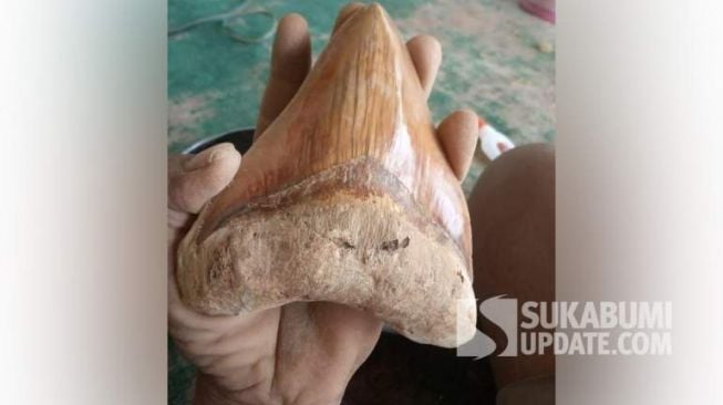 Gigi Hiu Megalodon Ditemukan di Cibitung Sukabumi, Ukurannya Bikin Merinding