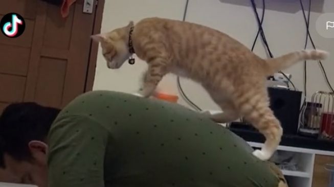 Viral Kelakuan Kucing Oren Saat Owner Sedang Sujud Salat. (TikTok)