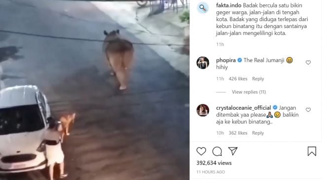 Viral badak bercula satu jalan-jalan di sebuah jalan raya, warganet geger (Instagram)