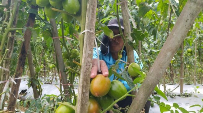 Harga Tomat Menggiurkan, Petani di Bandung Barat Gelar Ronda di Malam Hari