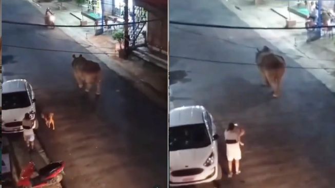 Viral Warga Syok Lihat Badak Bercula Satu Berjalan di Jalan Raya, Serasa Film Jumanji