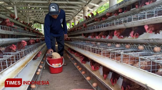 Harga Telur Merosot, Peternak di Kabupaten Banyuwangi Diambang Kebangkrutan