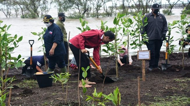 Tanam Mangrove di Bengkalis, Presiden Jokowi Pilih Nyeker