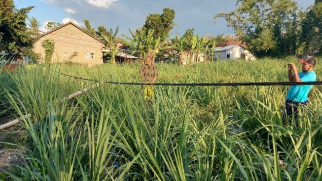 Bahaya! 5 Tahun Kabel Listrik di Bondowoso Ini Nyaris Sentuh Tanah, Warga Kian Resah