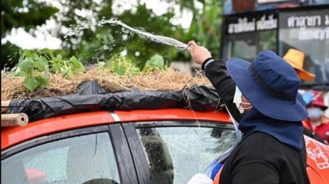 Puluhan taksi dijadikan kebun sayuran dadakan karena terdampak pandemi (Autoblog)