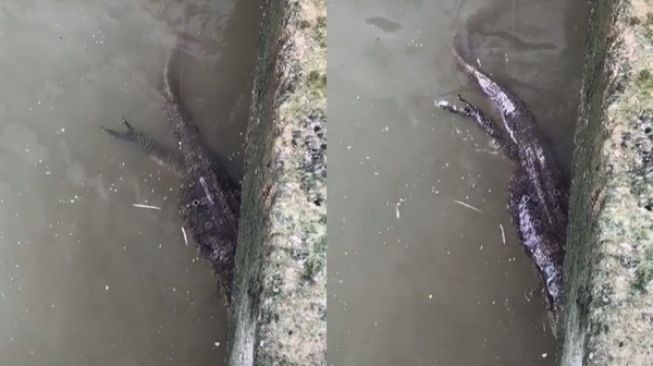 Viral Cowok Asyik Mancing Di Bawah Jembatan Dapat Anak Buaya. (TikTok)