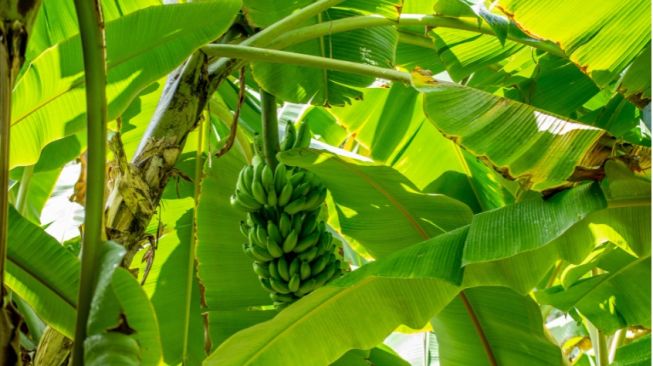 4 Manfaat Daun Pisang yang Perlu Kamu Tahu