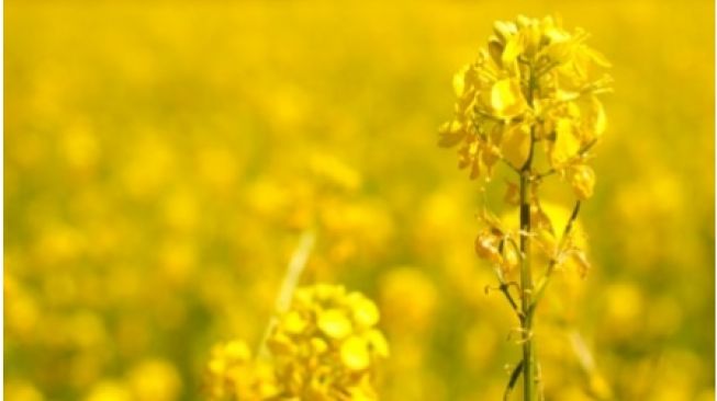 Rahasia Dapur, Manfaat Ajaib Minyak Canola untuk Kesehatan