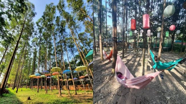 5 Tempat Instagramable di Karawang: Bukit Kembar Puncak Pinus Hingga Marigold Garden