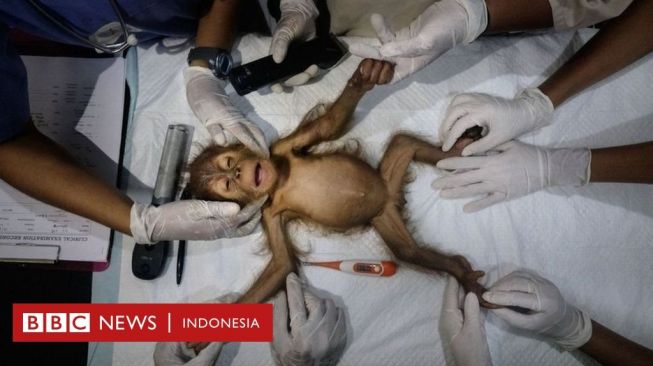 Foto Penyelamatan Anak Orang Utan Sumatera Juara Nature Conservancy 2021