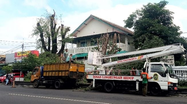 Antisipasi Pohon Tumbang Saat Musim Hujan, DLH Kota Jogja Mulai Pangkas Pohon