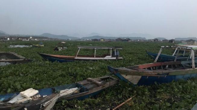 Eceng Gondok Tumbuh Subur, Puluhan Ribu Ikan Terancam Mati