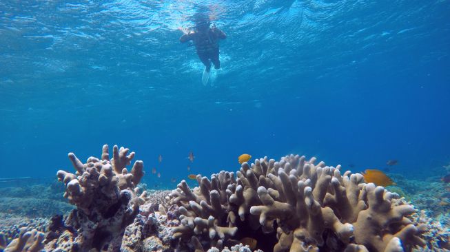 Pengunjung menikmati keindahan bawah laut di Grand Watudodol, Banyuwangi, Jawa Timur, Minggu (3/10/2021).  ANTARA FOTO/Budi Candra Setya
