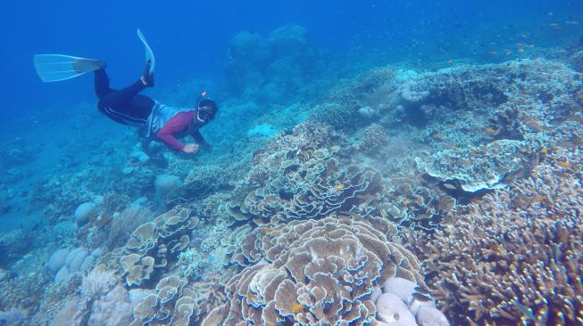 Pengunjung menikmati keindahan bawah laut di Grand Watudodol, Banyuwangi, Jawa Timur, Minggu (3/10/2021).  ANTARA FOTO/Budi Candra Setya
