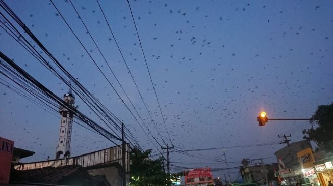 Ribuan Walet Terbang Rendah di Bawah Langit Kaum Ciranjang, Pertanda Masuk Penghujan?