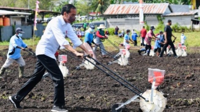 Presiden Jokowi Tanam Jagung di Papua Barat