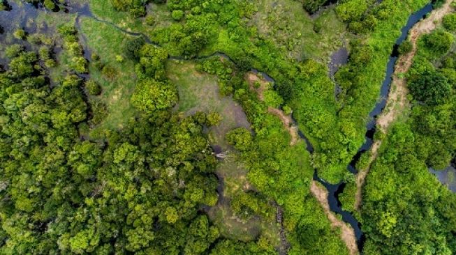 Luasan Gambut Sumsel Tersisa 300 Ribu Hektar, Menyusut Akibat Aktivitas Tambang