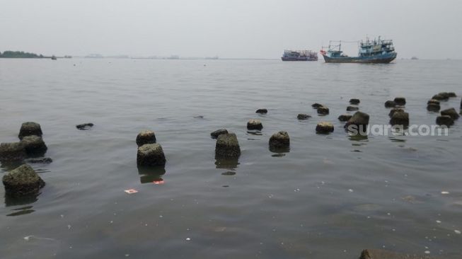 Penampakan laut di Muara Angke, Jakarta Utara pasca tercemar parasetamol. (Raihan Hanani)