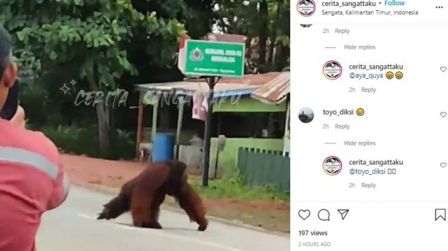 Viral Orangutan Cari Makan di Halaman Warung Kopi di Bengalon, Warganet Komen Emoji Sedih