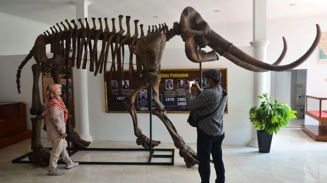 Pengunjung mengamati replika fosil gajah purba (Stegodon trigonochepalus) koleksi Museum Situs Purba Patiayam di Desa Terban, Jekulo, Kudus, Jawa Tengah, Selasa (5/10/2021). ANTARA FOTO/Yusuf Nigroho