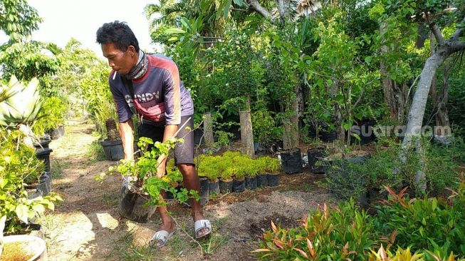 Bonsai Beringin Dolar Trending di Semarang, Asep Bisa Untung Rp 40 Juta Sebulan