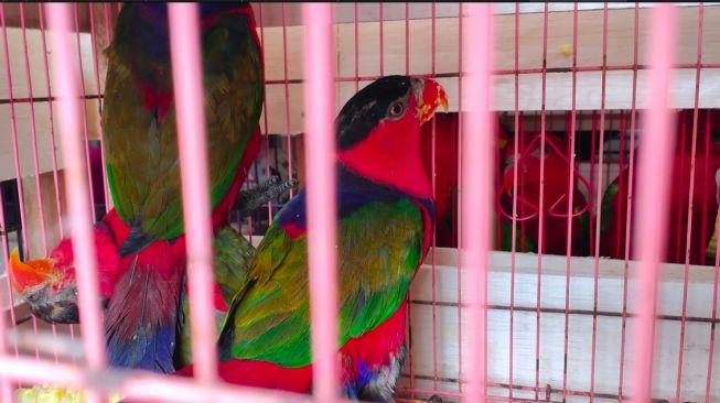 Burung asal Papua yang gagal diselundupkan [Welly JS/Suara.com]