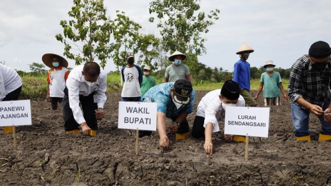 Ingin Kembalikan Kejayaan, DPPKP Dampingi Warga Sendangsari Tanam Bawang Merah