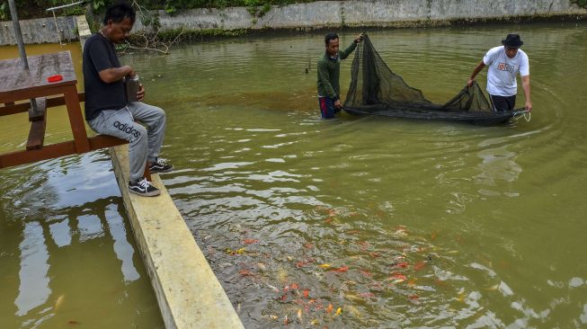 Pembudidaya memanen ikan koi di Desa Sindangrasa, Kabupaten Ciamis, Jawa Barat, Rabu (6/10/2021).  ANTARA FOTO/Adeng Bustomi