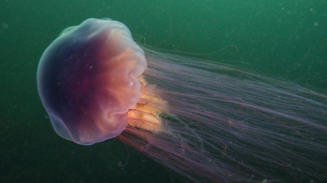 Heboh Seorang Pengunjung di Pantai Galang Batam Digigit Cacing Laut, Kakinya jadi Begini