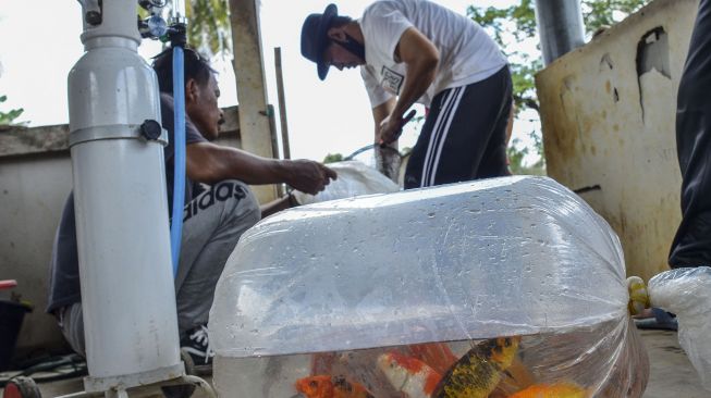 Pembudidaya memilah ikan koi di Desa Sindangrasa, Kabupaten Ciamis, Jawa Barat, Rabu (6/10/2021).  ANTARA FOTO/Adeng Bustomi