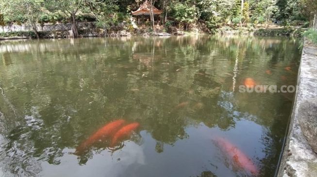 Kisah 3 Ikan Mas Sendang Piwakan Magelang, 'Hilang' Misterius Saat Kemarau