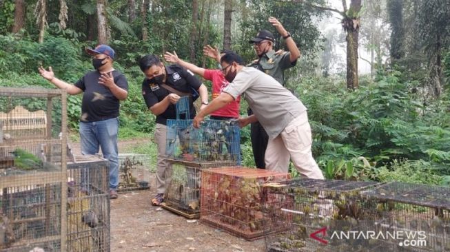 Ratusan Burung Hasil Tangkapan Polres Bukittinggi Dilepasliarkan