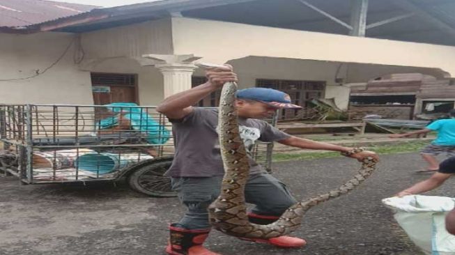 Ular Piton Ditangkap Usai Mangsa Ayam Milik Warga di Aceh Besar