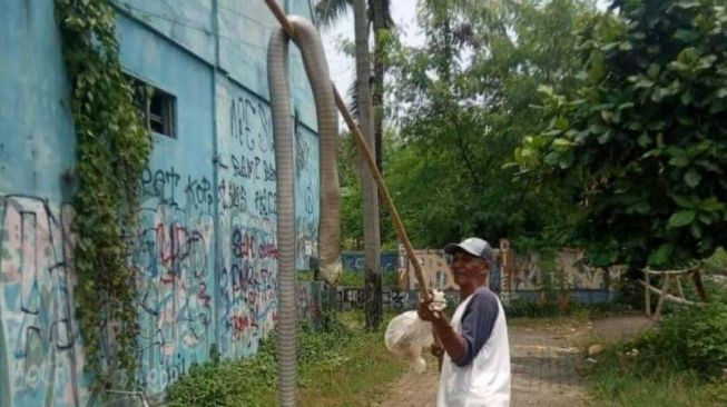 Viral Warga Solear Tangerang Duel dengan King Cobra Sepanjang 6 Meter