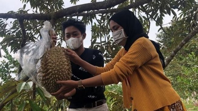 Viral Durian Unik di Dataran Rendah Gresik, Menikmati dari Pohonnya Langsung