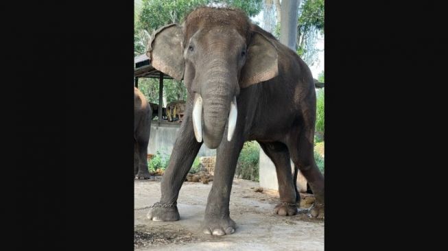 Kondisi gajah Sumatra di pulau Bali yang mengalami kelaparan akibat pandemi Covid-19.[Al Jazeera]