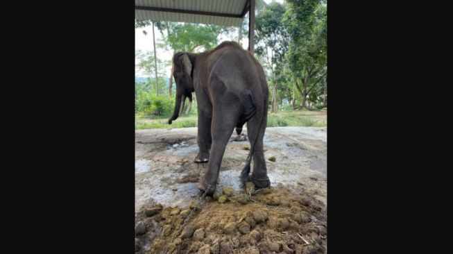 Kondisi gajah Sumatra di pulau Bali yang mengalami kelaparan akibat pandemi Covid-19.[Al Jazeera]