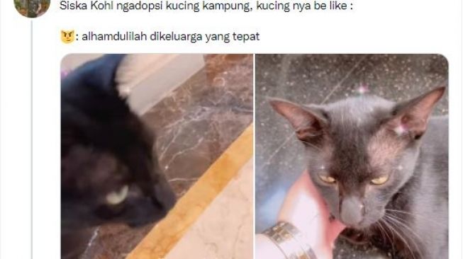 Adopsi Kucing Kampung, Warganet Malah Salfok dengan Gelang Sisca Kohl