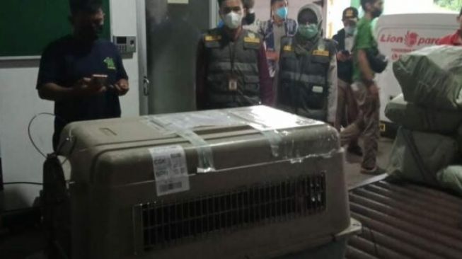 Anjing Pelacak Belgian Malinois Ditolak Masuk ke Balikpapan, Alasannya?