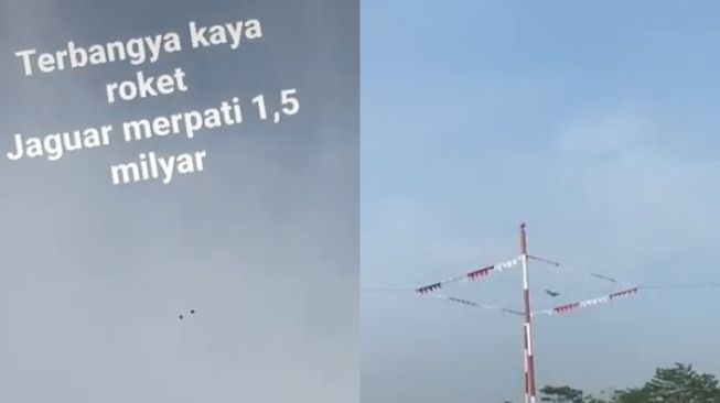 Merpati Jaguar Ini Diklaim Seharga 1,5 Miliar. (TikTok)