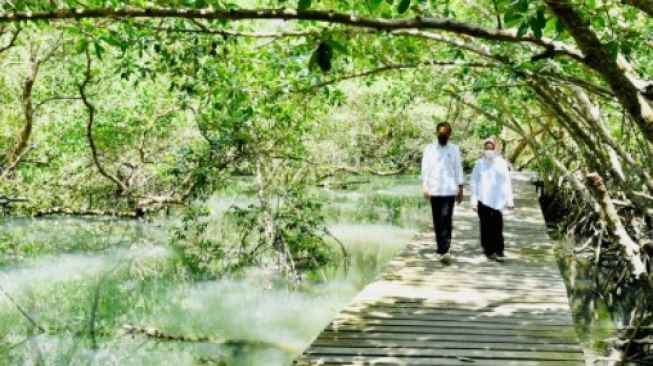 Presiden Jokowi bersama Ibu Negara Iriana saat meninjau hutan mangrove di Taman Hutan Raya Ngurah Rai, Bali, pada Jumat, 8 Oktober 2021 [SuaraSulsel.id / Sekretariat Presiden RI]