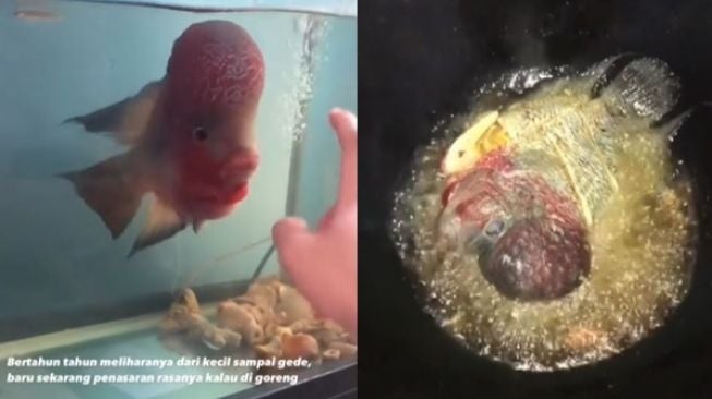 Viral Cowok Nangis Goreng Ikan Lohan Kesayangan, Ending Bikin Syok Berat