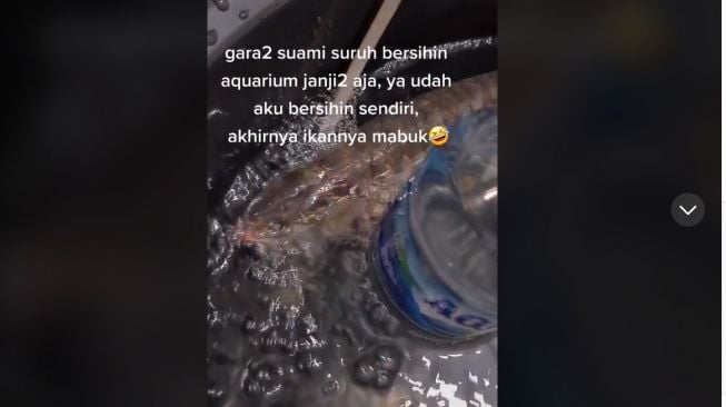 Kesal Akuarium Tak Kunjung Dibersihkan Suami, Wanita ini Goreng Ikan Arwana di Dalamnya (TikTok)