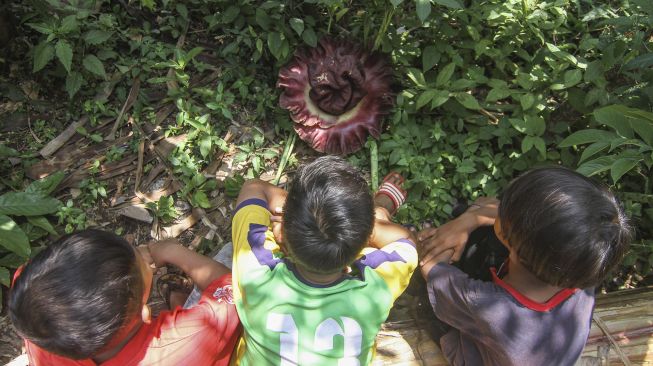 Sejumlah anak memerhatikan bunga Suweg (Amorphophallus Paeoniifolius) yang mekar di halaman rumah warga di Tapos, Depok, Jawa Barat, Sabtu (9/10/2021). [ANTARA FOTO/Asprilla Dwi Adha]