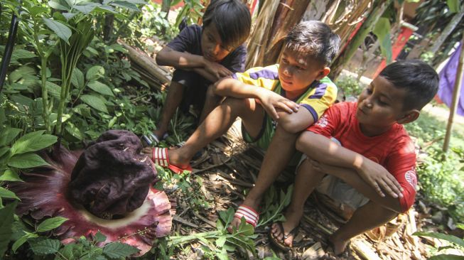 Sejumlah anak memerhatikan bunga Suweg (Amorphophallus Paeoniifolius) yang mekar di halaman rumah warga di Tapos, Depok, Jawa Barat, Sabtu (9/10/2021). [ANTARA FOTO/Asprilla Dwi Adha]