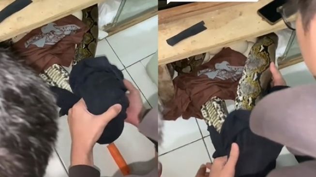 Viral Ular Sembunyi di Meja TV, Pas Ditarik Sedang Melilit Sesuatu yang Bikin Merinding