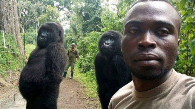 Ndakasi menjadi tersohor pada 2019 ketika dia dan gorila gunung betina lainnya, Ndeze (Ranger Mathieu Shamavu/BBC)