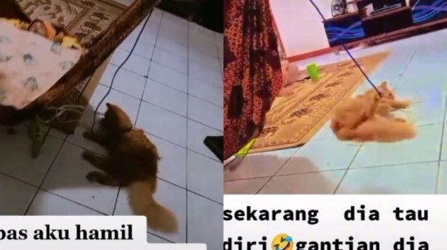 Kucing momong bayi (tiktok.com/@dwiayuanggraeni2)