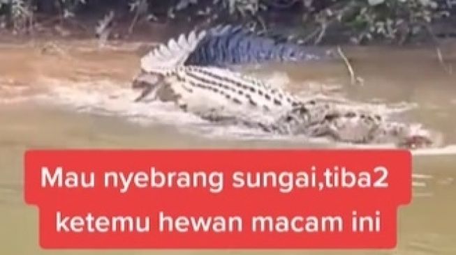 Detik-Detik Pria Dikejar Buaya Saat Naik Kapal Videonya Viral Disaksikan 2 Juta Kali
